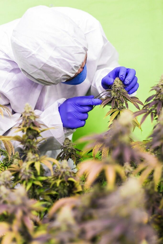 Man berührt Blüte einer weiblichen Cannabispflanze